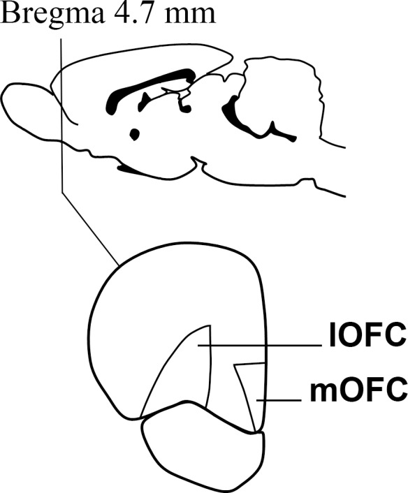 A cartoon depicting the approximate Bregma level at which dissections were made. The medial and lateral divisions of the orbitofrontal cortex were dissected out on ice with the help of the Paxinos and Watson atlas Paxinos and Watson (1998).