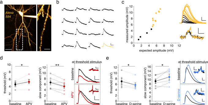 D-serine controls threshold and amplitude of dendritic spikes evoked by glutamate uncaging.a Two-photon glutamate uncaging. Example of a CA1 pyramidal cell filled with Alexa Fluor 594 (100 µM, left panel, scale bar 40 µm). Right panel: investigated dendrite (scale bar 10 µm). b Examples of uncaging-evoked somatic EPSPs (uEPSP, scale bars 0.5 mV and 20 ms, average uEPSP in yellow). c Left panel: comparison of the measured amplitudes of somatic responses evoked by quasi-simultaneous stimulation of a set of spines with the sum of single-spine uEPSPs (black: no spikes, yellow: spikes detected). Right top panel: individual responses corresponding to the left panel (scale bars 2 mV and 20 ms). Right bottom panel: dV/dt of traces above (scale bars 1 mV/ms and 5 ms). d Left panel: thresholds of dendritic spikes were significantly increased with blocked NMDARs (D-APV, 40 µM, red, 4.59 ± 0.37 mV vs. 5.34 ± 0.57 mV, n = 6, p = 0.039). Middle panel: NMDAR inhibition decreased the slow component of the dendritic spike (6.70 ± 0.86 mV vs. 5.32 ± 0.78 mV, n = 6, p = 0.0097). Right panels: sample traces as in Fig. 1d (scale bars 2 mV and 50 ms, inset dV/dt scale bars 1 mV/ms and 10 ms). e Application of of D-serine (10 µM, blue) decreased the dendritic spike threshold (left panel, 7.09 ± 0.94 mV vs. 5.82 ± 0.75 mV, n = 6, p = 0.049) and increased its slow component (middle panel, 9.33 ± 1.07 mV vs. 11.29 ± 1.40 mV, n = 6, p = 0.045). Right panels: example traces as in Fig. 1e (scale bars 2 mV and 20 ms, inset dV/dt scale bars 1 mV/ms and 10 ms). Two-sided paired Student’s t tests throughout. Data are expressed and displayed as mean ± s.e.m. Source data are provided as a Source Data file.