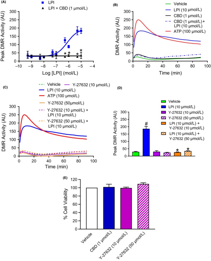 The DMR response in murine iPSC cardiomyocytes is inhibited by the GPR55 antagonist CBD and the ROCK inhibitor Y‐27632. The GPR55 antagonist CBD (1 μmol L−1) abrogated the peak DMR response over the full concentration range of LPI (1 nmol L−1‐30 μmol L−1; Panel A) tested. Both CBD (1 μmol L−1; Panel B) and Y‐27632 (10 & 50 μmol L−1; Panel C) suppressed all phases of the DMR response to LPI (10 μmol L−1) during the 90‐minute measurement period and markedly reduced the peak DMR response to LPI (Panel D). Neither CBD (1 μmol L−1) nor Y‐27632 (10 & 50 μmol L−1) demonstrated any cytotoxic effects against the cardiomyocytes as determined by MTT assay (Panel E). ATP (100 μmol L−1) was employed as a positive control in all experiments measuring DMR. Values are shown as mean ± SEM (Panels A, D, & E) or as averaged values (Panels B & C); n = 3‐4 experiments performed using separate cell preparations for all groups. # P < 0.001 vs vehicle; *P < 0.001 vs LPI alone. AU=Arbitrary Units