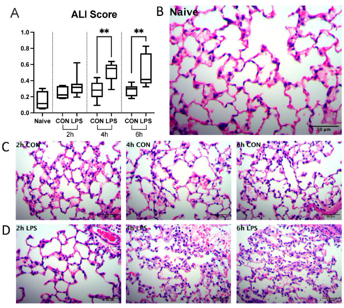 Intranasal administration of LPS from P. aeruginosa induces ALI at 4, 6 h post-induction. (A) Histopathological lung scores. (B) Representative fields of view (FOV) from naïve group. (C) Representative FOV from control (CON) group at 2, 4, and 6 h timepoints. (D) Representative FOV from LPS group at 2, 4, and 6 h timepoints. Whiskers show minimum and maximum values, boxes represent 25–75% data ranges, and horizontal lines within boxes represent medians. Statistically significant differences were determined via Mann–Whitney tests between LPS and control groups at each timepoint and are depicted as ** p ≤ 0.01.