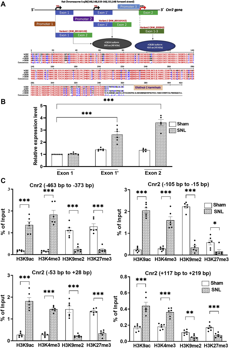 Nerve injury alters activating and repressive histone modifications at the Cnr2 promoter in the DRG.A, top, schematic representation of the rat Cnr2 gene exon and intron composition of different transcript variants. The coding sequence (starting with ATG) of the same 360 amino acid (aa) long CB2 protein (rCB2A) is localized solely within the common Exon 2 of both transcript variant 1 and variant 2. Transcript variant 3 (Exon 1–3), although 100% identical to Exon 2, encodes a longer (410 aa) CB2 protein (rCB2B). Bottom, alignment of rat CB2 protein isoforms with corresponding human (hCB2) and mouse (mCB2) isoforms shows the presence of a distinct C-terminal sequence in the rCB2B isoform, whereas the rCB2A isoform shares a high degree of similarity with hCB2 and mCB2. B, real-time qPCR analysis of Cnr2 mRNA levels using specific primers for each indicated Exon in rat DRG tissues 21 days after sham or SNL surgery. Data are expressed as mean ± SEM (n = 6 independent experiments; p < 0.0001, F(5,30) = 53.36). ∗∗∗p < 0.001 compared with the sham group of Exon 1 (one-way ANOVA followed by Dunnett’s post hoc test). C, ChIP-qPCR quantification shows the enrichment of histone marks at -463 bp to -373 bp, -115 bp to -15 bp, -53 bp to +28 bp, and +117 bp to +219 bp regions flanking the transcription start site of the rat Cnr2 gene on chromosome 5. DRG tissues were obtained from rats 21 days after sham or SNL surgery and subjected to ChIP-qPCR to quantify the immunoprecipitated DNA using the antibodies against H3K9ac, H3K4me3, H3K9me2, H3K27me3, and pan-histone H3. The percentage of their enrichment at each indicated region on the Cnr2 promoter was normalized to the input sample and corrected with that of pan-histone H3 values. Rabbit IgG was used as a negative control in immunoprecipitations. The rat negative control primers spanning a gene desert on rat chromosome 3 was used to confirm the specificity of ChIP-qPCR. Data are expressed as means ± SEM (n = 6 independent experiments per group; DRG tissues from three rats were pooled as one sample). ∗p < 0.05, ∗∗p < 0.01, ∗∗∗p < 0.001, compared with the sham group (two-tailed Student’s t test). CB2, Type-2 cannabinoid receptors; ChIP-qPCR, chromatin immunoprecipitation–quantitative PCR; DRG, dorsal root ganglion; SNL, spinal nerve ligation.
