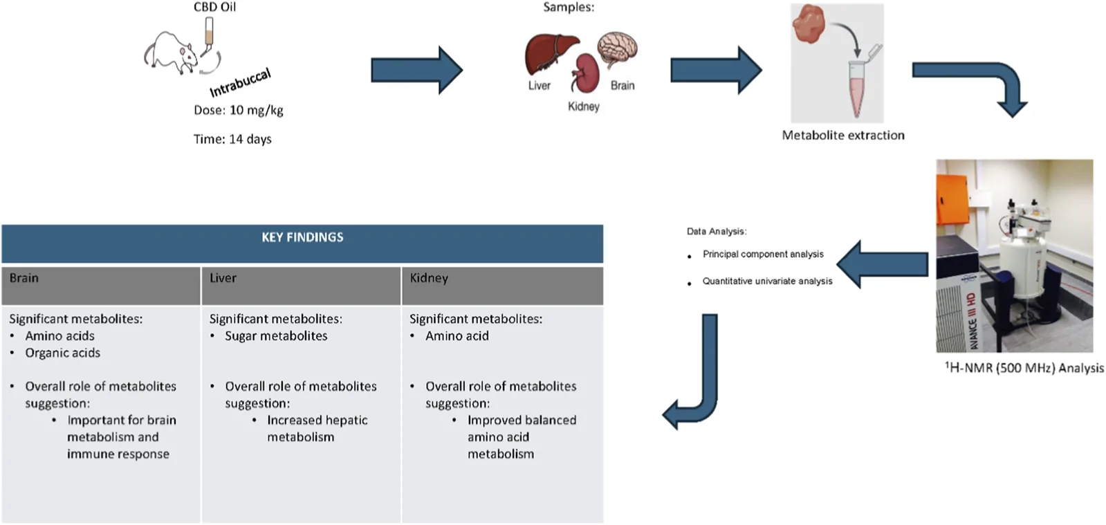 Flowchart-style infographic showing a rat administered 10 milligrams per kilogram of CBD oil via intrabuccal route for 14 days. Organs (liver, kidney, brain) are collected, metabolites extracted, and analyzed by proton NMR. Analysis uses principal component and quantitative univariate methods. Key findings: brain metabolites are amino and organic acids, relevant to brain metabolism and immune response; liver metabolites are sugar-related, linked to increased hepatic metabolism; kidney metabolites are amino acids, associated with balanced amino acid metabolism.