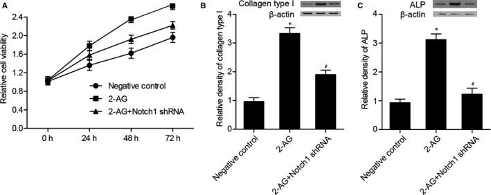 (A) Viability of hBMSCs in 2‐AG and 2‐AG + Notch 1 shRNA groups was enhanced, and the effect of 2‐AG on cell viability was stronger than 2‐AG + Notch 1 shRNA. (B) Collagen type I differentiation biomarkers such as ALP and collagen type I were measured to identify the effect of 2‐AG on the proliferation and differentiation of BMSCs. Collagen type I level in 2‐AG and 2‐AG + Notch 1 shRNA groups was much higher than that in the NC group (*P value <.05 vs negative control group; #P value <.05 vs 2‐AG group). (C) ALP level in 2‐AG and 2‐AG + Notch 1 shRNA groups was much higher than that in the NC group (*P value <.05 vs negative control group; #P value <.05 vs 2‐AG group)