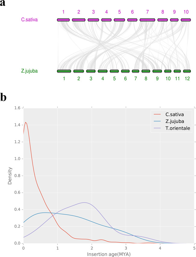 Synteny analysis and LTR analysis.a C. sativa and Z. jujuba synteny showing the span of their shared regions. b Long terminal repeat (LTR) occurrence time in different species