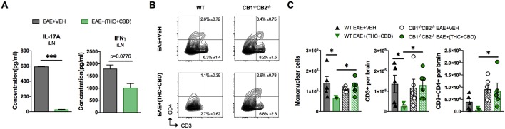 T cell population and phenotypic changes of WT and CB1−/−CB2 −/− EAE mice treated with vehicle or THC+CBD. As shown in Figure 1, EAE was induced in naïve mice then mice were treated with Veh or THC+CBD when symptoms appeared. Inguinal lymph nodes and brain MNCs were collected at the peak of disease (Day 15 post immunization). (A) IL-17A and IFNγ concentration in inguinal lymph node 24 h culture supernatant measured by ELISA. (B) Representative flow cytometry contour plots of encephalitogenic T cells. (C) Quantification of total MNCs, CD3+ T cells, and CD3+CD4+ Th cells per brain. Data presented are mean ± SEM. ***p < 0.001, *p < 0.05 by unpaired two-tailed T-test (A), or Kruskal-Wallis test (C).