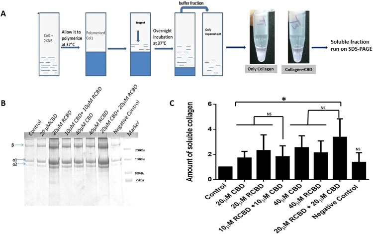 Collagen solubilization assay. (Panel A) Experimental outline of the protocol; collagen type 1 was polymerized in the presence of neutralizing buffer, followed by treatment with the test reagents, and incubated overnight at room temperature; the supernatant from each tube was run on SDS-PAGE to assess the released monomeric soluble collagen. A representative image showing decreased opacity of the polymerized collagen in the presence of CBD as compared to the control tube (minus CBD); (Panel B) Representative SDS-PAGE gel of the assay; (Panel C) Upon treatment with CBD/RCBD, polymerized collagen releases the monomeric form of (soluble) collagen, seen to be increased in samples treated with reagents (indicated by increased band intensity of α1 and α2 chains of collagen), as compared to untreated sample of collagen (control). Negative control: 20 μM CK (cysteine knot domain in the C-terminal region of CTGF); Data represents the mean (± standard deviation, SD) of five independent experiments (*p < 0.05, significant; NS, Not Significant).