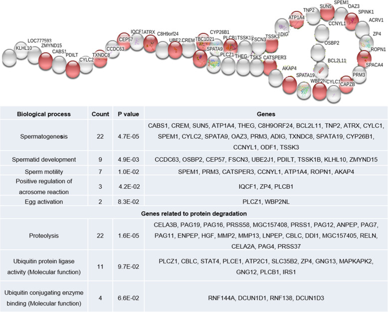 Spermatogenesis (red) and sperm function (white) related up regulated genes in crossbred testis
