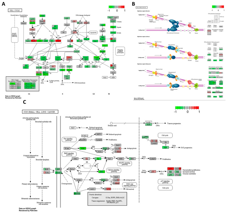 Gene expression changes in GO terms: (A) cell cycle, (B) DNA replication, and (C) non–small cell lung cancer in response to high–THC extract #18 compared to DMSO control in the HT–29 CRC cell line. The genes are coloured according to the difference in expression level between treatment and control for each sample. Red colour shows upregulation and green downregulation relative to the treatment group. Data based on GAGE unidirectional analysis.