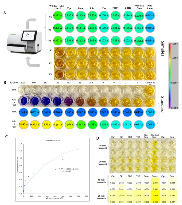 Hydrogen peroxide and free iron [(ferrous) Fe2+] concentration. (A) H2O2 concentrations in the samples with the naked eye (down) and plate reader (upper), with ciprofloxacin and gentamycin used as the internal controls. (B) Standard 1 mM solution of hydrogen peroxide serially diluted with double-distilled (DD) water 1:2 for a total of 11 samples. DD water was used as the blank working reagent (WR) as a negative control, and bacteria treated with 250 μM H2O2 as a positive control. (C) Standard curve after calculating standard curve based on standard concentrations and OD means; H2O2 concentrations of all samples were calculated based on R2 value. (D) Free iron [(ferrous) Fe2+] concentration in a P. aeruginosa lysate after 1 h treatment with selected PBCs. Bacterial incubated in 95 °C for 10 min to break the Fe-S complex as a positive control. The naked eye (upper) heatmap (down) is illustrated in the panels. Con+: control-positive (Bacteria + WR + H2O2); Con−: control-negative (Bacteria + WR); Cin: cinnamaldehyde; THC: tetrahydrocannabinol; CBD: cannabidiol; Cip: ciprofloxacin; Gen: gentamycin.