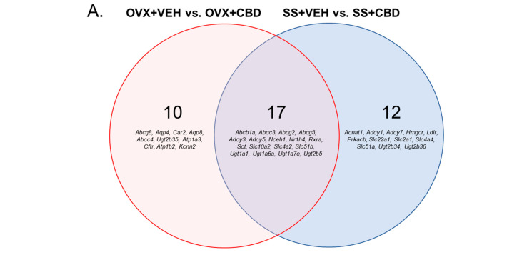 Differentially expressed bile secretion genes. (A) Venn diagram showing DEGs for indicated comparisons as well as DEGs that are in common between comparisons. DEGs held in common do not necessarily indicate the same direction of change. DEGs for (B) OVX+VEH vs. OVX+CBD and (C) SS+VEH vs. SS+CBD were generated based on Euclidean clustering. The Z-score scale indicates downregulated genes from 0 to −2.5 (orange to yellow shades) and upregulated genes from 0 to 2.5 (red to purple/navy shades).
