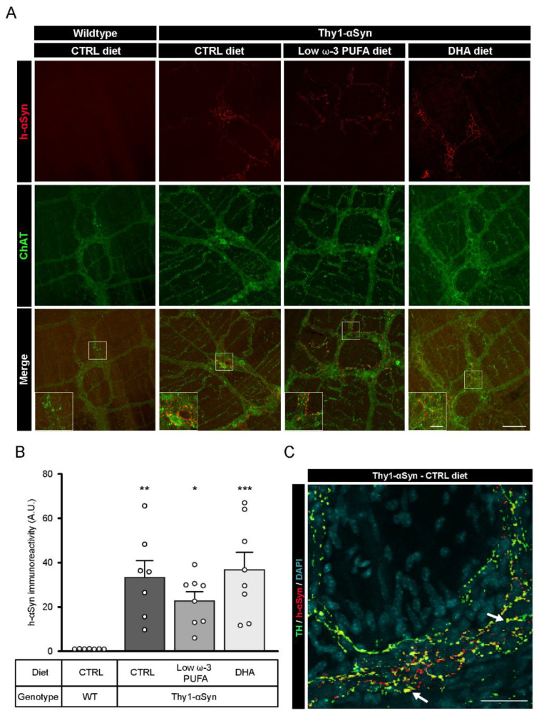 Presence of αSyn in the myenteric plexus of Thy1-αSyn mice. (A) Immunofluorescence of ChAT+ neurons (green) and αSyn (red) confirms the presence of human αSyn in the Thy1-αSyn model ENS and absence of the protein in the wild-type littermate. Scale bar = 60 µm; Close-up scale bar = 15 µm. (B) Quantification of wild-type human αSyn by immunoreactivity in the myenteric plexus reveals a higher level of the protein in Thy1-αSyn mice compared with a wild-type littermate, but no difference among diets (one-way ANOVA: p = 0.0005). Tukey’s post-hoc tests: * p < 0.05, ** p < 0.01 and *** p < 0.001 compared with wild-type mice. (C) Photomicrographs of the myenteric plexus showing TH+ neurons (green) and αSyn (red) reveal the presence of αSyn in TH+ varicosities (yellow), as indicated by the white arrow. Scale bar = 30 µm. Abbreviations: h-αSyn, human alpha-synuclein; A.U., arbitrary unit; ChAT, choline acetyltransferase; CTRL, control; DHA, docosahexaenoic acid; ENS, enteric nervous system; WT, wild-type. (white dots) show an increase of varicosities per 100 μm of dendrites in transgenic mice fed with DHA-enriched diet compared to control diet.