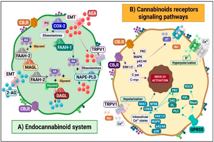 ECS components and cannabinoid receptor signaling pathways. Panel (A). Endocannabinoid System. The main endocannabinoids (eCBs) are anandamide (AEA) and 2-arachidonoylglycerol (2-AG). AEA synthesis involves N-acyltransferase (NAT) and NAPE-phospholipase D (NAPE-PLD). 2-AG is synthesized via phospholipase C (PLC) and diacylglycerol lipase (DAGL). FAAH degrades AEA, and MAGL degrades 2-AG; both yield arachidonic acid. Panel (B). Cannabinoid receptor signaling. CB1R couples to Gi/o proteins, inhibiting adenylyl cyclase, blocking Ca2+ channels, opening K+ channels and activating MAPK/ERK pathways. CB2R shows similar adenylyl cyclase inhibition and MAPK activation without ionic channel modulation. GPR119 couples to Gs proteins, stimulating cAMP/PKA signaling. GPR55 couples to G13 proteins, activating PLC/RhoA pathways and increasing Ca2+ and MAPK/ERK signaling. TRPV1 activation causes cation influx and depolarization. CB1R/CB2R activate KROX-24 via MAPK/ERK, regulating synaptic plasticity and gene expression.