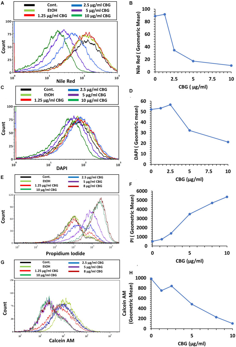 CBG alters the membrane properties of S. mutans. (A,B) The fluorescence intensity of Nile Red membrane staining of control and 2 h CBG (0–10 μg/ml)-treated bacteria as determined by flow cytometry. (C,D) The fluorescence intensity of DAPI staining of control and 2 h CBG (0–10 μg/ml)-treated bacteria as determined by flow cytometry. (E,F) Flow cytometry of PI-stained S. mutans that have been treated with different CBG concentrations (0–10 μg/ml) for 2 h. (G,H) Flow cytometry of Calcein AM-stained S. mutans that have been treated with different CBG concentrations (0–10 μg/ml) for 2 h. (A,C,E,G) are the histograms of flow cytometry. (B,D,F,H) present the geometric mean of the flow cytometry data as a function of CBG concentration.