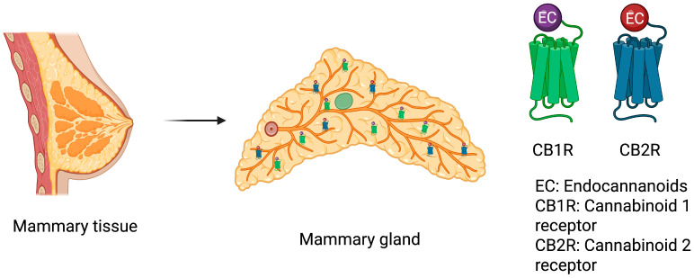 Cannabinoid receptors in the mammary gland tissue. Cannabinoid 1 and 2 receptors are distributed into the stroma and the fat pad in the mammary tissue. Created in BioRender. Susana Contreras. (2026). https://app.biorender.com/illustrations/696e64945194eccf68dc9aba (accessed on 20 November 2025).