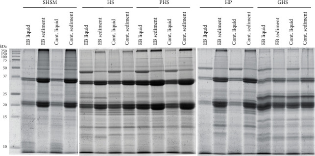 Protein profiles of hemp raw materials before and after enzyme treatment. SDS-PAGE was performed to compare protein profiles between raw materials, hempseed meal after oil recovery (SHSM), hempseed (HS), peeled hempseeds (PHS), hempseed protein (HP), and germinated hempseeds (GHS) before and after an enzyme blend for alcohol CGE (EB) treatment. Protein profiles were analysed from both the liquid and sediment fraction of the sample.