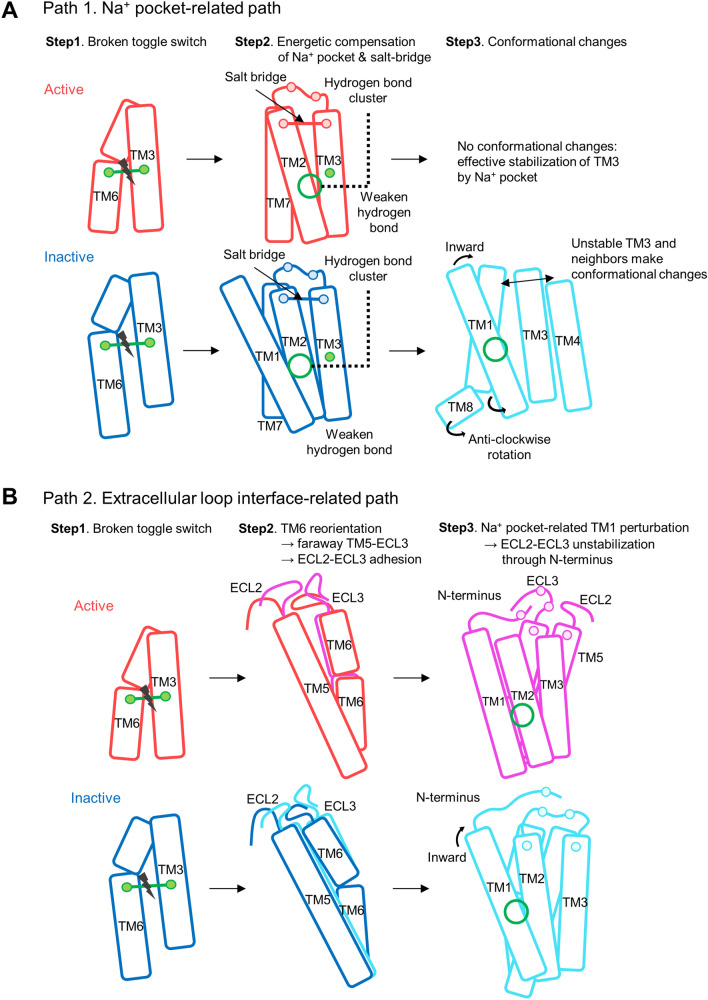 The effects of toggle switch mutation of CB1 related with Na+ pocket and extracellular loop interfaces. (A) The role of Na+ pocket and D2.63–K3.28 salt bridge against the destabilization of TM3–TM6 interaction by the mutation of toggle switch. (B) The structural changes by anti-clockwise rotation and outward shifting of extracellular TM6. Consequently, the conformational change of interaction network among ECL2, TM5, TM6, ECL3, and neighbor N-terminus of CB1 receptor is induced.