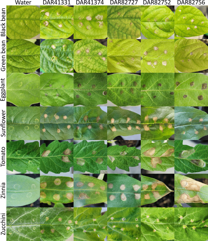 Symptoms caused by Australian ‘X. cannabis’ isolates on various plant species compared to water-inoculated controls. Shown are leaves of black bean, green bean, eggplant, sunflower, tomato, zinnia and zucchini 7–14 days post-inoculation.