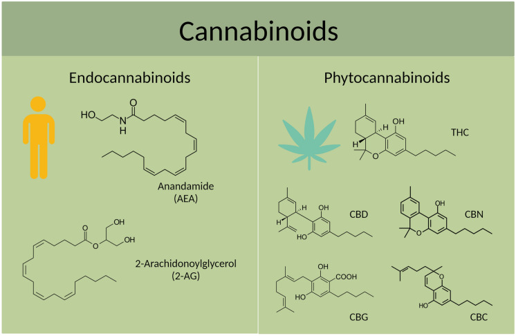 Chemical structures of endocannabinoids (produced naturally by the body) and major phytocannabinoids (produced by plants). THC, Δ9-tetrahydrocannabinol; CBD, cannabidiol; CBN, cannabinol; CBG, cannabigerol; CBC, cannabichromene