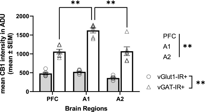 Mean CB1R intensity within excitatory (vGlut1-IR +) and inhibitory (vGAT-IR +) cell types across three brain regions of the monkey cortex. Each individual data point represents mean intensity averaged across all sampled sites across a cortical layer. There was a main effect of cell type, p < 0.001, main effect of brain region, p < 0.001, and a significant cell type × brain region interaction, p < 0.001. While there were no differences in mean CB1R intensity within excitatory populations across brain regions, post hoc analysis indicated mean CB1R intensity within inhibitory populations was highest in the primary auditory cortex, followed by the association auditory cortex, with lowest mean CB1R intensity within inhibitory populations in the PFC, p < 0.001. Straight lines indicate main effects across groups. Brackets indicate post hoc pairwise comparisons. **p < 0.001. Error bar denotes SEM. PFC = prefrontal cortex, A1 = primary auditory cortex, A2 = association auditory cortex.