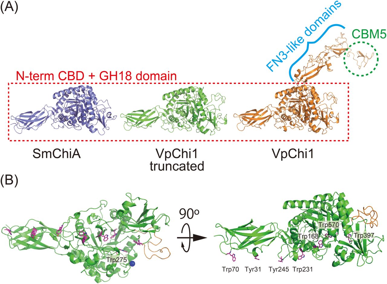 Structure of VpChi1.(A) Predicted domain architectures of SmChiA, VpChi1 and the VpChi1-truncated mutant. All enzymes possess an N-terminal chitin-binding domain (N-term CBD) and a GH18 catalytic domain. VpChi1 additionally contains two fibronectin type III–like (FN3-like) domains and a C-terminal CBM5 chitin-binding domain. Full-length structural models of VpChi1 were generated using ColabFold. (B) X-ray crystal structure of the VpChi1-truncated mutant (PDB ID: 8HRF). VpChi1 exhibits a row of aromatic residues (shown in purple) along the substrate-binding surface, similar to SmChiA, although Tyr31 and Tyr245 replace two of the tryptophan residues found in SmChiA. A calcium ion (shown in blue) is positioned on the molecular surface, and the loop region that is extended relative to SmChiA is highlighted in orange.