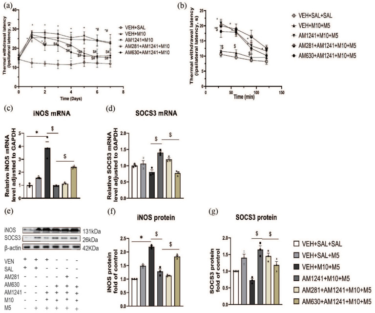 Effects of AM1241 on the PWL and polarization of microglia in a morphine tolerance model. (a): mice were divided into five groups. Vehicle (VEH), AM1241, AM281+AM1241, AM630+AM1241 in combination with morphine (10 mg/kg, M10) or alone plus morphine was administered once daily for 7 days (n = 6 in each group). Thermal withdrawal latency were measured 30 min after the last drug administration. Data are exhibited as mean ± SD. p < 0.05 was defined as statistically significant. *p < 0.05: different groups compared with VEH+SAL group; $p < 0.05: different groups compared with the AM1241+M10; #p < 0.05: compared with the day 1 in corresponding group. (b): On day 8, morphine tolerance was determined by measuring PWL 30, 60, 90 and 120 min after 5 mg/kg morphine (M5) treatment. Two-way analysis of variance (ANOVA) followed by Bonferroni’s multiple comparisons test was used for analyzing the PWL. The spinal cord was harvested for qPCR and Western blot (n = 3 per group) after the PWL on day 8. The mRNA and protein of microglia was determined as shown in C-G. Relative iNOS mRNA (c) and SOCS3 mRNA (d) level adjusted to GAPDH. Western blot analysis of iNOS and SOCS3 in (e). The iNOS protein (f), and SOCS3 protein (g) fold of control. The data were analyzed via one-way analysis of variance followed by Bonferroni’s multiple comparisons test. The mRNA and protein expression relative to the control ± SD (n = 3 in each group) are presented. p < 0.05 was defined as statistically significant. *p < 0.05: different groups compared with the VEH+SAL+SAL group; $p < 0.05: the different groups compared with the AM1241+M10+M5 group. The VEH+SAL+SAL group served as the control group.