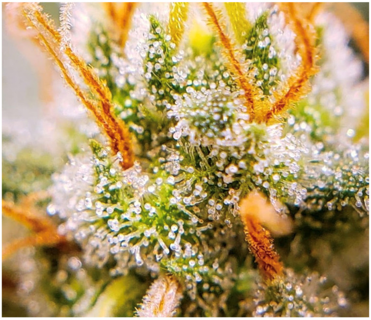 Details of the dense covering glandular trichomes that impart a “frosty” appearance to Cannabis sativa L. female flowers.