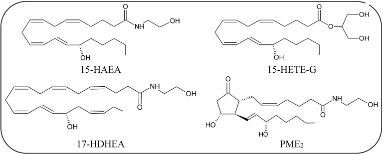 Chemical structures of the main products of oxidative metabolism of AEA and 2-AG.