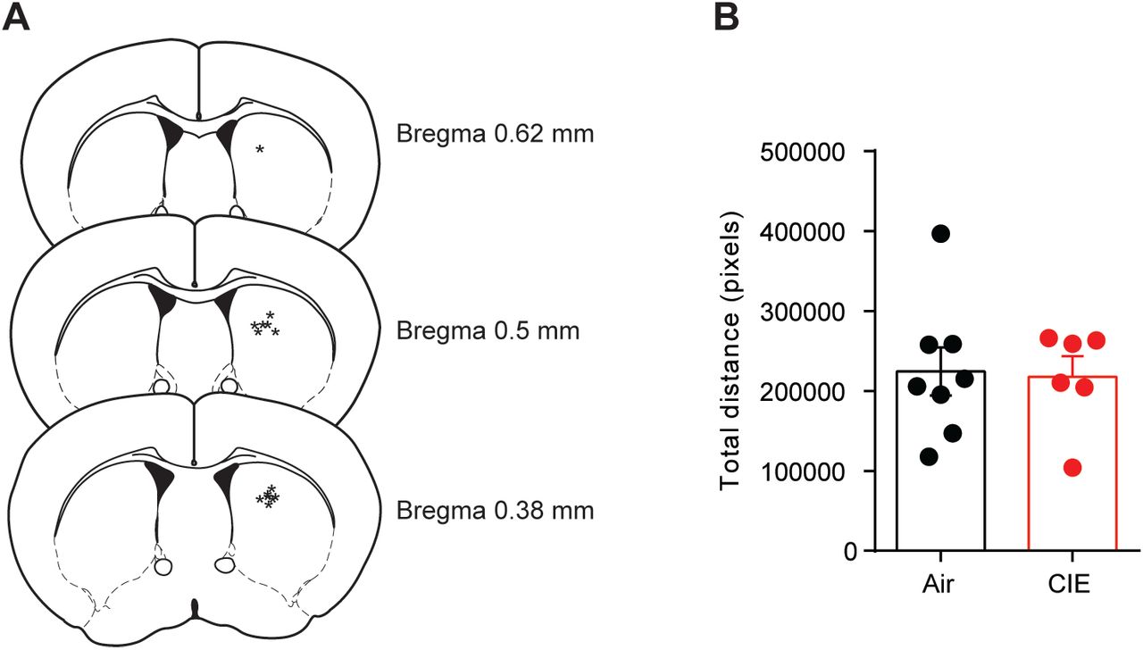Unilateral D1 agonist injection and distance traveled.(A) Schematic representation of cannula tip placement in DS for unilateral injections. (B) Total distance traveled in Air and CIE mice. Bar graphs represent the mean ± SEM.
