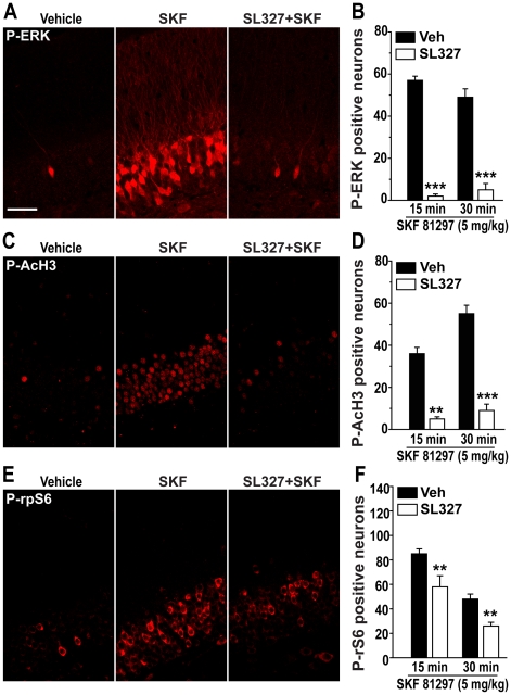 AcH3 and rpS6 phosphorylation induced by SKF 81297 is dependent on ERK activation.Immunohistochemical detection of P-ERK (A), P-AcH3 (C) and P-rpS6 (E) in the granule cell layer of mice treated with vehicle, SKF 81297 (5.0 mg/kg, i.p.) alone or in combination with the MEK inhibitor, SL327 (50 mg/kg, i.p.). Scale bar: 40 µm. (B, D and F) Quantification of P-ERK, P-AcH3 and P-rpS6 immunoreactive neurons in mice treated with SKF 81297 alone or in combination with SL327 (50 mg/kg, i.p.) and perfused 15 and 30 min later. Data (means ± SEM; n = 4–5 mice per group) were analyzed using two-way ANOVA: P-ERK, effect of time (F(1,10) = 0.61, NS), treatment (F(1,10) = 235.19, p<0.001), interaction (F(1,10) = 2.91, NS); P-AcH3, effect of time (F(1,10) = 8.05, p<0.02), treatment (F(1,10) = 91.73, p<0.001), interaction F(1,10) = 4.27, NS); P-rpS6, effect of time (F(1,17) = 34.54, p<0.001), treatment (F(1,17) = 17.67, p<0.001), interaction (F(1,17) = 0.16, NS). Bonferroni-Dunn test: ** p<0.01, *** p<0.001 vehicle vs. SL327.