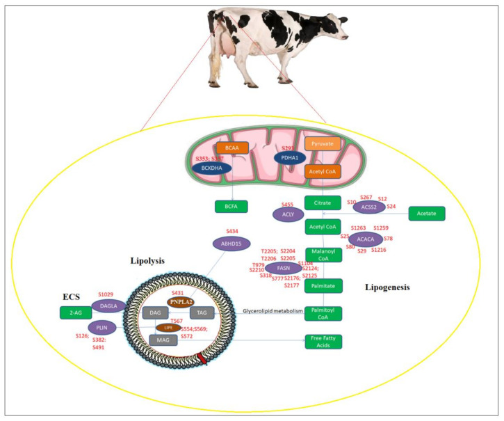 Altered phosphorylation of lipid metabolic pathways including lipogenesis and lipolysis in SC and OM AT of dairy cows supplemented with CLA. Enzymes with increased or decreased phosphorylation upon CLA supplementation were mapped to lipid metabolism networks. Additionally, the endocannabinoid system (ECS) mechanism was linked to lipolysis based on the literature. Enzymes and metabolites were represented in circles and rectangles respectively. Altered enzymes in cytoplasm shown (purple), in mitochondria (dark blue); and in lipid droplets (brown); metabolites of lipogenesis in mitochondria (orange) and in cytoplasm (green); metabolites of lipolysis in lipid droplets (grey color).