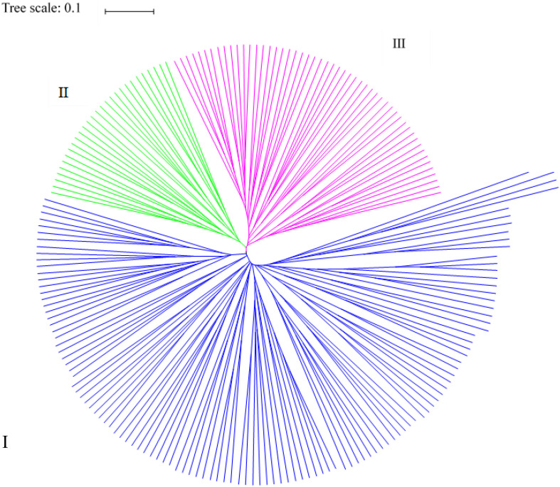 Cluster analysis results for the 199 hemp materials based on SSR and phenotypic markers.
