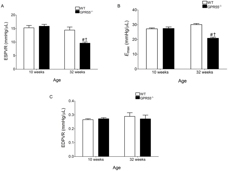 Load-independent (ESPVR, EDPVR, and E max) haemodynamic parameters in both WT and GPR55−/− mice.In mature mice with a genetic deletion for GPR55 (GPR55−/−), baseline systolic function, but not diastolic function, was adversely affected. In particular, significant reductions in both ESPVR (A) and E max (B) indicate attenuated cardiac contractility, while EDPVR (indicative of relaxation rate) was unaffected (C) in mature GPR55−/− mice. Data is expressed as mean±s.e.m. (n = 14–15) *P<0.05 vs. WT (Young); #P<0.05 vs. GPR55−/− (Young); †P<0.05 vs. WT (Mature).