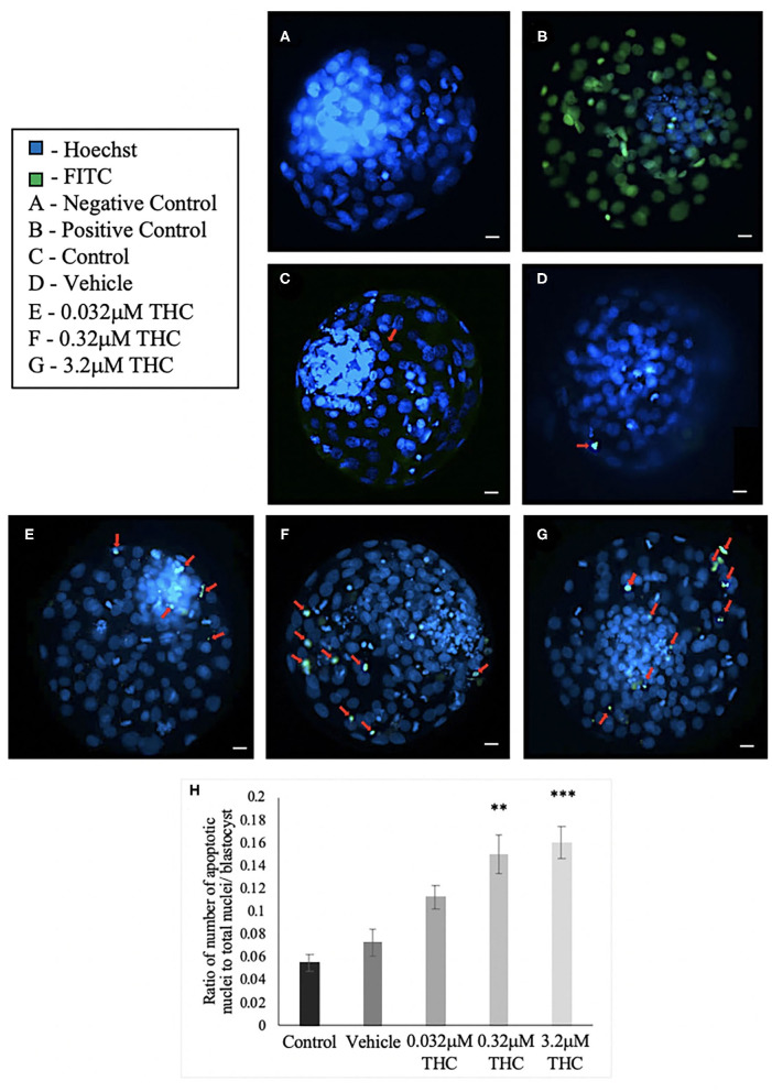 TUNEL staining of blastocysts. (A) Negative control blastocyst. (B) Positive control blastocyst (DNase I-treated). (C) Control blastocyst. (D) Vehicle blastocyst. (E) Low (THC) (0.032 μM) blastocyst. (F) Mid (THC) (0.32 μM) blastocyst. (G) High (THC) (3.2 μM) blastocyst. (H) Average DNA fragmentation over total number of nuclei. Cumulus-oocyte complexes (COCs) were matured in either THC, vehicle or control media followed by fertilization and culture for 8 days when blastocysts were collected. Blastocysts underwent TUNEL staining which stained nuclei undergoing DNA fragmentation with FITC label (green) and all nuclei with Hoechst stain (blue). Red arrows in (C–G) point out apoptotic cells. Blastocysts were imaged with a Leica CTR5500B fluorescent microscope at the 20 × objective. Between 19 and 26 total blastocysts per group were analyzed. Bars represent the mean ± SEM. Significance is calculated compared to vehicle group. Scale bar = 100 μm. **p < 0.01, ***p < 0.0001.