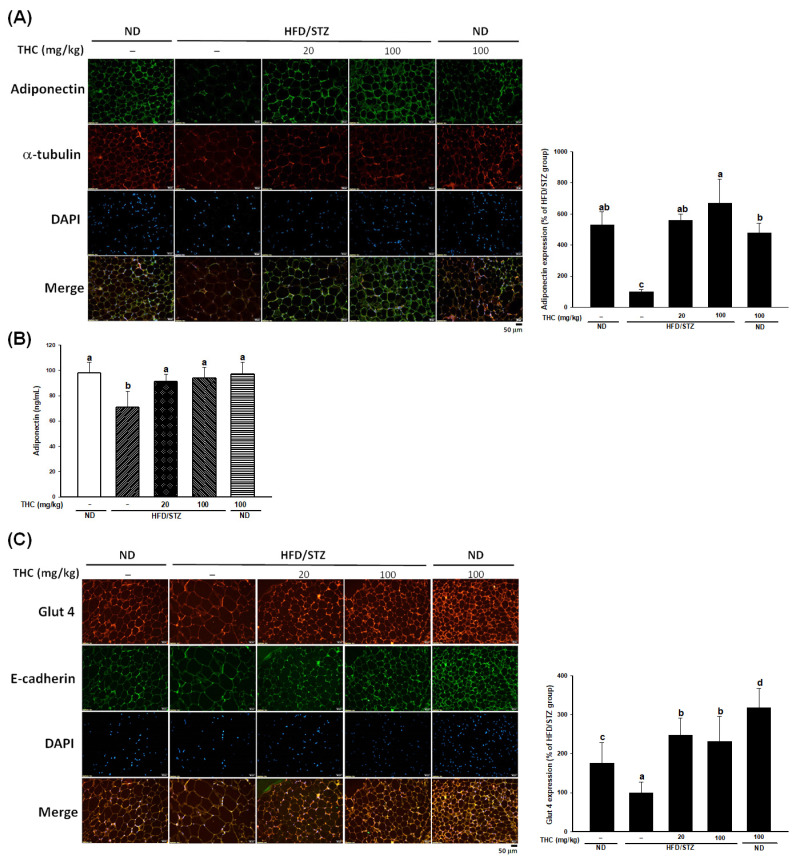 THC intervention improves adiponectin in HFD/STZ treated mice. (A) Immunofluorescence staining for adiponectin (green), α-tubulin (red), and DAPI (blue) of epididymal adipose tissue. (B) The plasma adiponectin level of each group was measured at the end of study. (C) Representative images of immunofluorescence staining for Glut4 (red) and E-cadherin (green) in epididymal adipose tissue. The quantitative result of immunostaining was conducted by ImageJ. Data are presented as mean ± SEM (n = 5–6). Statistical differences (p < 0.05) between groups were evaluated by one-way ANOVA with Tukey’s post-hoc test and were labeled as different letters (a, b, and c).