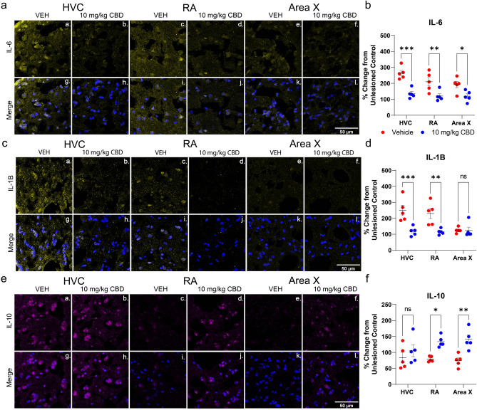 CBD alters inflammation-related cytokine densities. Daily treatments with 10 mg/kg were associated with modulation of IL-1Β, IL-6 and IL-10 protein expression 24 h after unilateral HVC lesions. Shown are representative immunofluorescent confocal images of antibody staining targeting IL-1Β, IL-6 and IL-10 within motor (HVC & RA) and learning-essential (Area X) regions. (Aa-Al), lesioned hemisphere images showing representative regional distribution of IL-6 in vehicle- vs. CBD-treated birds. (Ca–Cl), images demonstrating regional distribution of IL-1Β. (Ea-El), confocal images demonstrating regional distribution of IL-10. Representative images for the unlesioned hemisphere are presented in Supplemental Fig. S3. B, IL-6 fluorescence as percent change from unlesioned control hemisphere by song region and drug treatment. CBD significantly reduced IL-6 expression in HVC, RA, and Area X. D, IL-1B fluorescence as percent change from unlesioned control hemisphere by song region and drug treatment. CBD significantly decreased IL-1Β intensity in HVC, and RA. F, anti-inflammatory IL-10 fluorescence as percent change from unlesioned control hemisphere by song region and drug treatment. CBD significantly increased IL-10 intensity in RA and Area X. Differences were determined by mixed-models ANOVA followed by Sidak-corrected post-hoc comparisons. Image J software was used to analyze z-stack images projected at maximum intensity and threshold was applied consistently across all images for n = 5 per group.