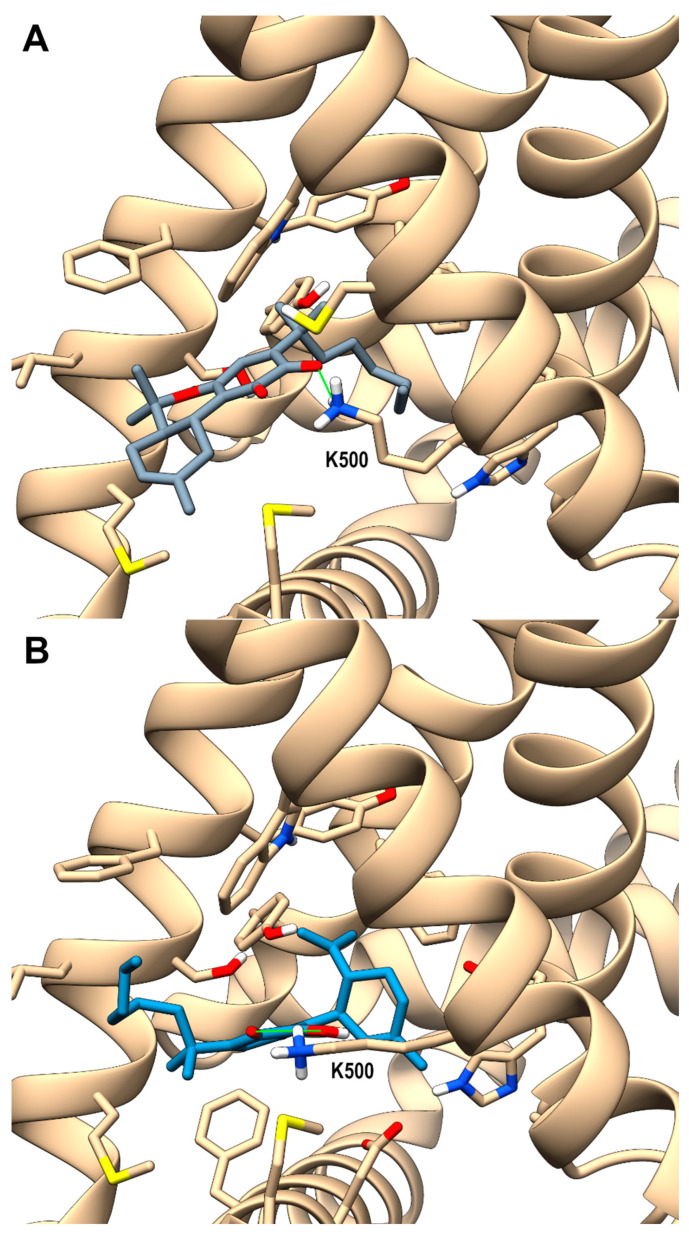 hTRPV3 in a complex with compound 6b (panel (A), p-sII-A) colored in dark gray and 5b colored in steel blue (panel (B), p-sII-B) at site II (sII in the main text), corresponding to the cavity formed by the S1–4 bundle and the TRP domain of each monomer. A ribbon representation is used for the protein backbone and sticks for protein side chains of residues within 5 Å from the ligand, in a ball and stick representation. Carbon atoms are painted according to receptor subunits. H-bonds are shown as green sticks. Nitrogen, oxygen, and polar hydrogen atoms are painted blue, red, and white, respectively.