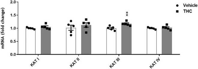 Enzyme expression of kynurenine aminotransferases (KATs) isoforms in prefrontal cortex tissues from adult [post-natal day (PND) 75] rats chronically exposed to delta 9-tetrahydrocannabinol (THC) or its vehicle (cremophor and saline 1:1:18; Vehicle) during the adolescent period. Ascending doses of THC or its vehicle were administered by i.p. to adolescent rats, from PD 35 to PD 45. Bars represent the mean ± standard error of the mean (SEM; n = 5/group). Data were analyzed by Student’s t-test. **p < 0.01 THC vs Vehicle.