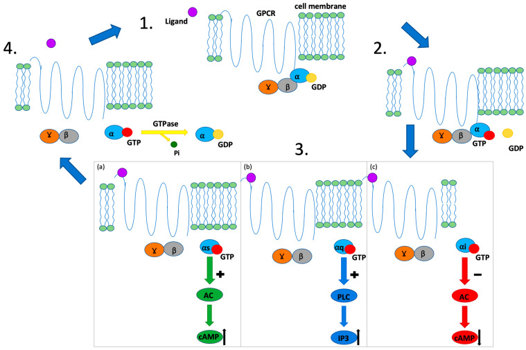 Scheme of GPCR function. 1. Resting state; ⍺, β and Ɣ subunits form G-protein. 2. Ligand binding: GTP replaces GDP binding to the ⍺ subunit. 3. Dissociation of the GTP-⍺ subunit complex: the complex interacts with its targets and causes different intracellular responses depending on the type of the ⍺-subunit: (a) G⍺s subunit; stimulation of AC activity and increase in cAMP; (b) G⍺q subunit; stimulation of PLC activity and increase in IP3; (c) G⍺i subunit; suppression of AC activity and decrease in cAMP. 4. GTPase activity of RGS protein leads to GTP hydrolysis: the GDP-⍺ subunit complex is created again; ligand dissociates from the receptor; G-protein in the resting state will be formed. Abbreviations: GPCR; G-protein coupled receptor; GDP; guanosine diphosphate; GTP; guanosine triphosphate; α, β, γ; G protein subunits; Pi; phosphate; AC; adenylyl cyclase; cAMP; cyclic adenosine monophosphate; PLC; Phospholipase C; IP3; Inositol trisphosphate.