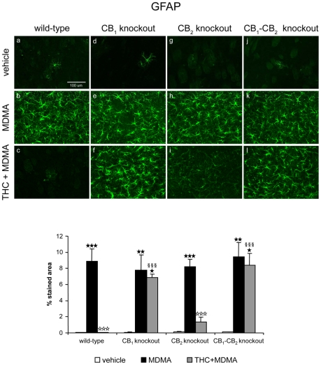 THC prevents MDMA-induced astrocytes activation through CB1 and CB2 receptor activation.Upper panel: GFAP staining in the striatum of wild-type (a–c), CB1 (d–f) CB2 (g–i), and double CB1/CB2 (j–l) knockout mice treated with MDMA (20 mg/kg, i.p.) and THC (3 mg/kg, i.p.), housed at 21±1°C. Animals were sacrificed and brains removed 48 h after the last injection. Scale bar, 100 µm. Lower panel: Data on astrocytes staining are expressed as mean ± SEM of percentage of stained area (n = 3–6). ★ p<0.05, ★★ p<0.01, ★★★ p<0.001 when compared with vehicle-treated group. ⋆⋆⋆ p<0.001, when compared with MDMA-treated group. §§§ p<0.001, when compared with wild-type group (Tukey's test).