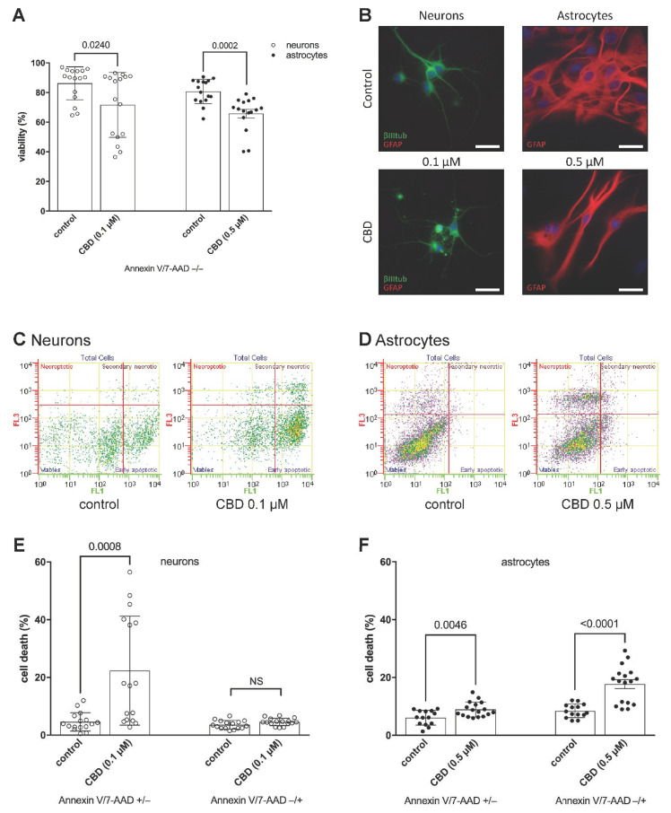 CBD reduces the viability of neurons and astrocytes by triggering various forms of cell death. (A,C–F) Neurons and astrocytes were incubated with 0.1 µM CBD and 0.5 µM CBD, respectively, for 24 h and then regenerated for an additional 22 h. (A) Viability of the cells was determined by flow cytometry, revealing percentages of overall cell viability (Annexin V/7-AAD −/−). Data were shown as mean ± SD. Independent sample t-test, p values vs. control were indicated. (B) Representative fluorescence images of the cultures after incubation with CBD or vehicle. Primary neurons were exposed to 0.1 µM CBD for 24 h and stained for neuron-specific β-III-tubulin (green), astrocyte-specific GFAP (red), and nuclear stain Hoechst (blue). Primary astrocytes were exposed to 0.5 µM CBD for 24 h and stained for GFAP (red) and nuclear stain Hoechst (blue). Scale bar = 30 µm. (C) Representative flow cytometry dot plot images, showing simultaneous binding of Annexin V (FL1) and 7-AAD (FL3) uptake by neurons after 0.1 µM CBD treatment. Control cells were not exposed to CBD. (D) Representative flow cytometry dot plot images, showing simultaneous binding of Annexin V (FL1) and 7-AAD (FL3) uptake by astrocytes after 0.5 µM CBD treatment. Control cells were not exposed to CBD. (E) Cell survival of neurons after 24 h exposure to 0.1 µM CBD and 22 h regeneration was measured by flow cytometry, revealing the percentages of early apoptotic cells (Annexin V/7-AAD +/−) and necroptotic cells (Annexin V/7-AAD −/+). Data were shown as mean ± SD. Independent sample t-test, p values vs. control were indicated. NS: not significant. (F) Cell survival of astrocytes after 24 h exposure to 0.5 µM CBD and 22 h regeneration was measured by flow cytometry, revealing the percentages of early apoptotic cells (Annexin V/7-AAD +/−) and necroptotic cells (Annexin V/7-AAD −/+). Data were shown as mean ± SD. Independent sample t-test, p values vs. control were indicated.