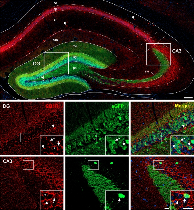 CB1R+ and eGFP+ signals in the hippocampus of GHSR-eGFP mice. Representative microphotographs of brain coronal sections of GHSR-eGFP mice subjected to double fluorescent immunostaining against CB1R (red) and eGFP (green) showing dentate gyrus (DG) and field CA3 (CA3). DG cells are arranged in layers denoted as molecular layer (mo), polymorphic layer (po), granular cell layer (sg). CA3 cells are arranged in layers denoted as stratum lacunosum moleculare (slm), stratum lucidum (slu), stratum oriens (so), pyramidal layer (sp), stratum radiatum (sr). Cell nuclei were labeled with Hoechst (blue). Insets show high magnification images of the area marked in the low magnification image. Arrows mark cells showing double eGFP+ and CB1R+ signals. Asterisks indicate CB1R+ signal with a dense meshwork-like pattern. Arrowheads point at intensely stained CB1R+ cell bodies that lack eGFP+ signal. Scale bars: 100 µm (low magnification image) and 20 µm (high magnification images)