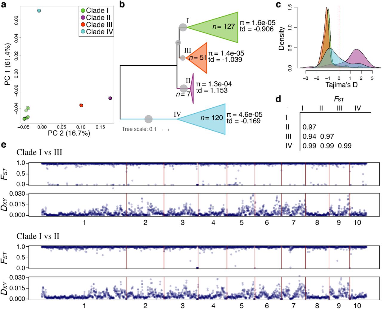 Population structure and genetic differentiation in Candida auris.(a) PCA analysis and (b) phylogenetic tree of 304 C. auris depicting genome-wide population genetic metrics of nucleotide diversity (π) and Tajima’s D (TD) for each clade. (c) Genome-wide distribution of TD for each clade. (d) Average of genome-wide (5-kb windows) variation in fixation index (FST), for pairwise comparisons in each clade as designated in the first vertical and horizontal row. (e) Genome-wide (5-kb windows) pairwise FST and pairwise nucleotide diversity (DXY) between Clade I and Clade III and Clade I and Clade II are show across the ten largest scaffolds of the B8441 reference genome. All pairwise comparisons of π, TD, FST and DXY are shown in Supplementary Figure 2.