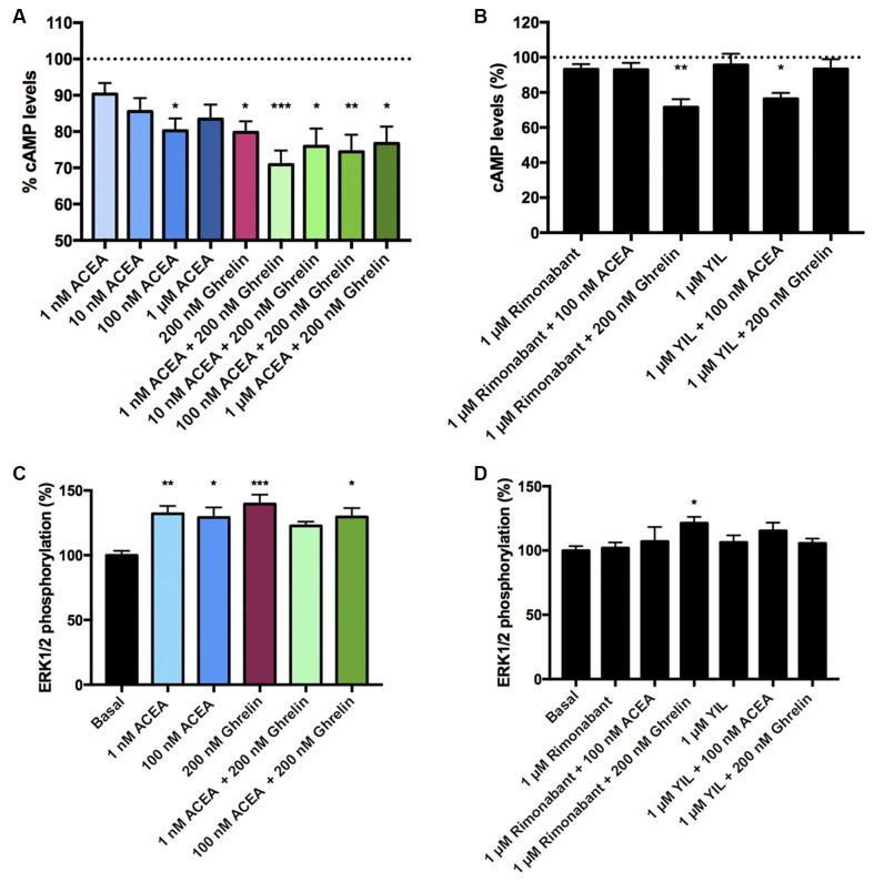 CB1R-GHS-R1aHet signaling in primary striatal neurons from C57BL/6J mice. Primary striatal neurons obtained from C57BL/6J brain fetuses were pre-treated with selective antagonists, 1 μM YIL 781 -for GHS-R1a- or 1 μM rimonabant -for CB1R- or vehicle and subsequently stimulated with selective agonists, 200 nM ghrelin -for GHS-R1a- or 1 nM, 10 nM, 100 nM, and 1 μM ACEA -for CB1R-, individually or in combination. cAMP levels (A,B) were collected by the Lance Ultra cAMP kit and results are expressed in % respect to levels obtained upon 0.5 μM FK stimulation (100%, dotted line). ERK1/2 phosphorylation (C,D) was analyzed using an AlphaScreen®SureFire® kit (PerkinElmer) and results are expressed in % respect to basal levels. Values are the mean ± SEM of six independent experiments performed in triplicates. One-way ANOVA followed by Bonferroni’s multiple comparison post-hoc tests were used for statistical analysis. *p < 0.05, **p < 0.01, ***p < 0.001; vs. FK treatment (A,B) or vs. basal (C,D).
