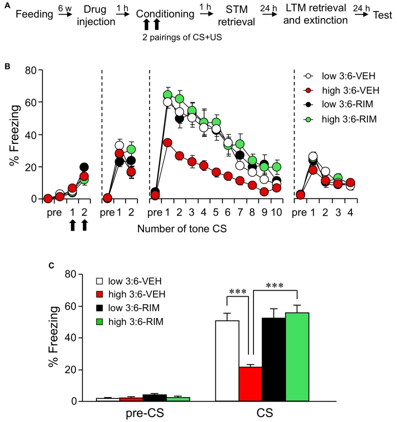 The ω3 to ω6 polyunsaturated fatty acid (PUFA; 3:6) ratio in the diet influences auditory fear memory. (A) Experimental schedule of auditory fear conditioning test. (B) Time course of the freezing rate of mice in conditioning, short-term memory (STM) test, long-term memory (LTM) retrieval and extinction, and test sessions. (C) In the LTM retrieval and extinction session conducted 24 h after conditioning, freezing rate was reduced in mice fed with a high 3:6 ratio diet compared with that in mice fed with a low 3:6 ratio diet. Vehicle (VEH) was injected as the control for rimonabant (RIM; 3 mg/kg) treatment. Administration of RIM 1 h before the conditioning blocked the effect of with a high 3:6 ratio diet on fear memory. n = 9 for the low 3:6-VEH group, and n = 10 for the other groups. All data are shown as means ± SEM. ***P < 0.001, one-way analysis of variance (ANOVA) and post hoc Bonferroni multiple comparison.