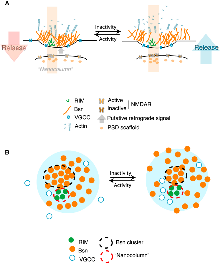 A Proposed Model for Local Integration of Postsynaptic Activity, Nanoscale Structure, and Function(A) Lateral view of the proposed synaptic organization. Left, postsynaptic NMDAR activity within the transsynaptic nanocolumn generates a putative retrograde signal that locally maintains the organization of the presynaptic clustering through ongoing actin polymerization. The clustering of the AZ matrix limits the recruitment of presynaptic machinery such as VGCC and RIM to the AZ, modulating presynaptic release. Right, decreased levels of postsynaptic activity reduce presynaptic AZ matrix clustering: this, in turn, reduces the extent of macromolecular congestion, facilitating ingress of presynaptic machinery molecules into the AZ site and thus enabling the inactivity-induced increase in Ca2+ influx and release probability.(B) En face view of the proposed AZ organization. Unclustering of the Bsn-rich matrix is associated with recruitment of VGCCs to the vicinity of the RIM-enriched release sites within the transsynaptic nanocolumns.