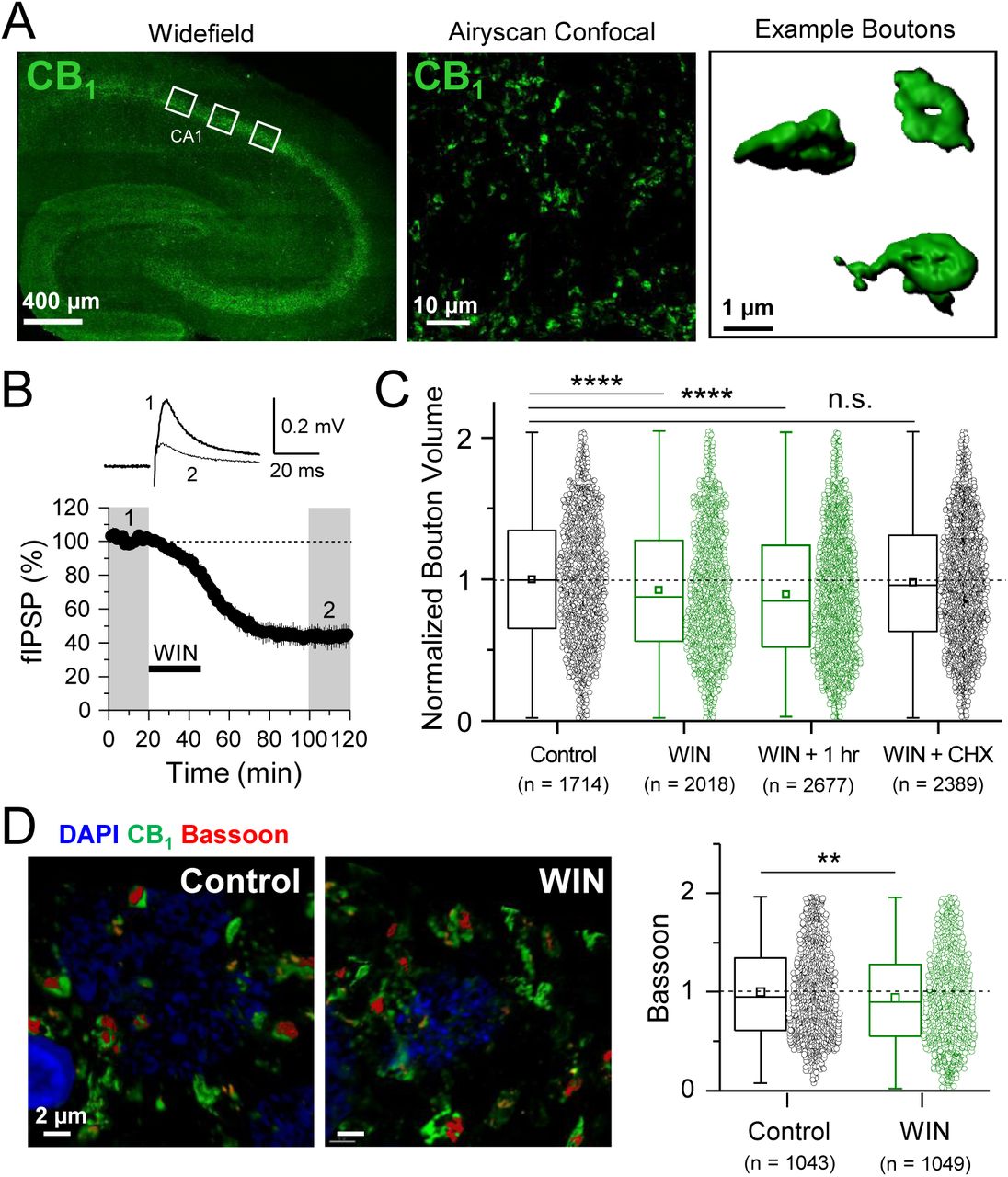 Induction of CB1-iLTD is associated with a reduction in CB1+ bouton sizeA. Left, representative widefield confocal of hippocampal CB1 immunolabeling. White boxes indicate where high magnification images were acquired (as seen in center panel). Center, High-resolution Airyscan confocal maximum projection used for 3D reconstruction of individual boutons in CA1 stratum pyramidale. Right, representative single boutons reconstructed in 3D using Imaris.B. Top, representative extracellular field inhibitory postsynaptic potentials (fIPSPs) recorded in the CA1 pyramidal cell body layer in acute hippocampal slices before and after WIN treatment (5 µM, 25 min). Bottom, summary time-course plot showing WIN-induced depression; n = 3 slices, 3 animals.C. Quantification of bouton volume normalized to control. Activation of CB1 receptors with 5 µM WIN for 25 min led to decreased bouton volume that remained 1 hour after WIN treatment and was blocked by treatment with cycloheximide (CHX, 80 µM, applied throughout the experiment). Control: 1.0 ± 0.01 vs. WIN: 0.92 ± 0.01 vs. WIN + 1 hr: 0.89 ± 0.01 vs. CHX + WIN: 0.98 ± 0.01; F[4,10770] = 21.17; **** indicates p < 0.0001; n.s., non significant; one-way ANOVA. n = number of boutons (3 images/slice, 2 slices/rat, 6 rats/condition). For all structural plasticity figures, data are presented as box plots (left) and data points (right) where box represents the 25th and 75th percentile of data range, mean is represented with a square, and median with a line inside the box. Minimum and maximum of data are given by the capped line.D. Left, representative 3D reconstruction images of Bassoon labeling inside CB1+ boutons. Right, quantification of Bassoon volume after 25 min WIN treatment revealed a reduction in active zone volume as measured using Bassoon immunolabeling. Control: 1.0 ± 0.01 vs. WIN: 0.94 ± 0.02, U = 585539.5, Z = 2.79, ** indicates p<0.01, Mann-Whitney, n = number of active zones in CB1+ boutons (2 images/slice, 2 slices/rat, 5 rats/condition).