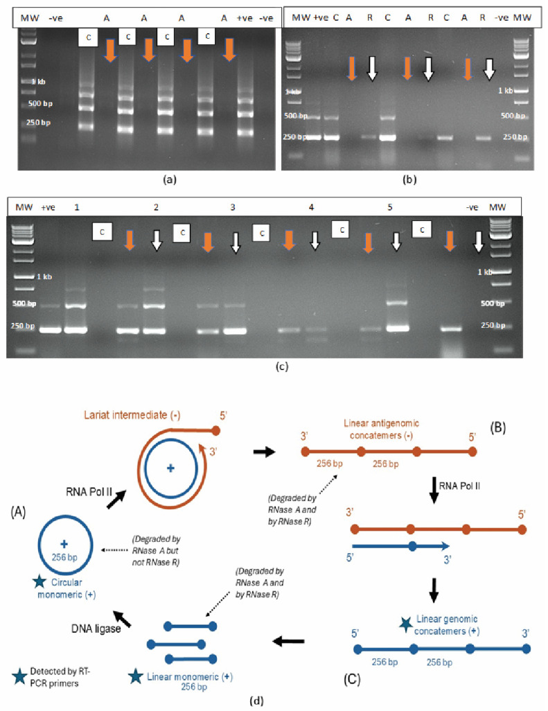 (a) RNA extracted from HLVd-infected plant tissues exposed to ribonuclease A (an endonuclease) followed by RT-PCR shows the complete digestion of the RNA in all lanes (marked by arrows). (b) RNA extracted from three infected cannabis genotypes exposed to ribonuclease A and ribonuclease R (an exonuclease) followed by RT-PCR shows complete digestion with ribonuclease A (brown arrows) and digestion of only the 512 bp fragment by ribonuclease R (white arrows). C = control samples without enzymes. (c) RNA extracted from five cannabis genotypes (labelled 1–5) exposed to ribonucleases A and R followed by RT-PCR shows complete digestion with ribonuclease A (brown arrows) and digestion of the 512 bp and 768 bp fragments by ribonuclease R (white arrows) for some genotypes. In genotypes 3 and 5, digested with ribonuclease R, the intensity of the 256 bp band was also reduced. C = control samples without enzymes. In all figures, MW = molecular weight standard, +ve = positive control sample infected with hop latent viroid, −ve = water control, A = ribonuclease A, R = ribonuclease R. (d) Schematic representation of the replication steps of the hop latent viroid RNA that are subjected to enzymatic degradation. Starting with the circular monomeric form (+ve strand, 256 bp) (A), replication using the host DNA-dependent RNA polymerase II creates a linear −ve strand (Lariat intermediate) to subsequently produce the linear antigenomic concatemers shown in (B). These are converted to linear genomic concatemers of varying sizes, which are digested by a (presumed) ribozyme to give rise to linear monomeric genomic (+) strands shown in (C). The results from enzyme digestion shown in (a–c) indicate that the circular monomeric form is not degraded by ribonuclease R while the linear concatemers are degraded by both ribonucleases A and R. In addition, the PCR primers detect the circular monomeric form as well as the linear genomic concatemers of varying sizes, giving rise to the multiple bands shown in Figure 1 and Figure 2 (adapted from McKernen and Helbert [36]).