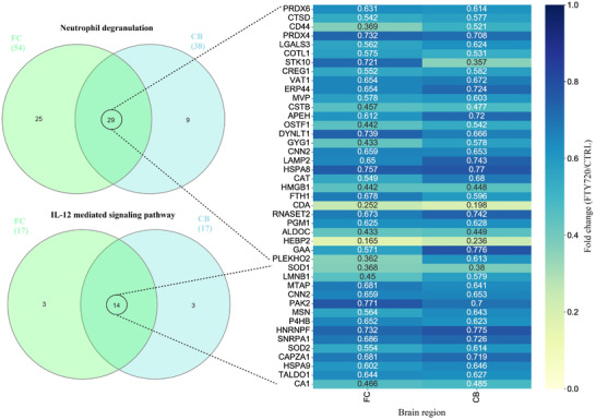 Downregulated proteins involved in neutrophil degranulation and IL‐12 mediated signaling pathways that were common between FC and CB. CB, cerebellum; FC, frontal cortex; IL‐12, interleukin 12