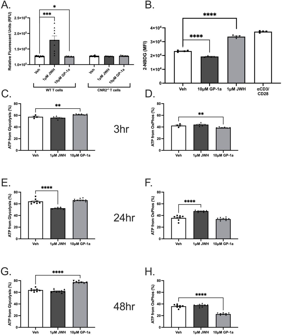 CB2R activation induces a rapid increase in glucose uptake in T cells, in a manner that is receptor-dependent.(A) Fluorescent 2-NBDG glucose analogue uptake assay in WT Jurkat T cells and CRISPRi CNR2-/- Jurkat T cells following 3 h manipulation of CB2R signalling (N = 3, n = 3). (B) Fluorescent 2-NBDG glucose analogue uptake assay in WT Jurkat T cells following 6 h manipulation of CB2R signalling (N = 3, n = 3). (C) Fluorescent 2-NBDG glucose analogue uptake assay in WT Jurkat T cells following 24 h manipulation of CB2R signalling (N = 3, n = 3). Bar chart dots are representative of technical replicates. Statistical analysis performed using a two-tailed student’s T test, with values of significance being indicated as * p<0.05, ** p<0.01, *** p<0.001.