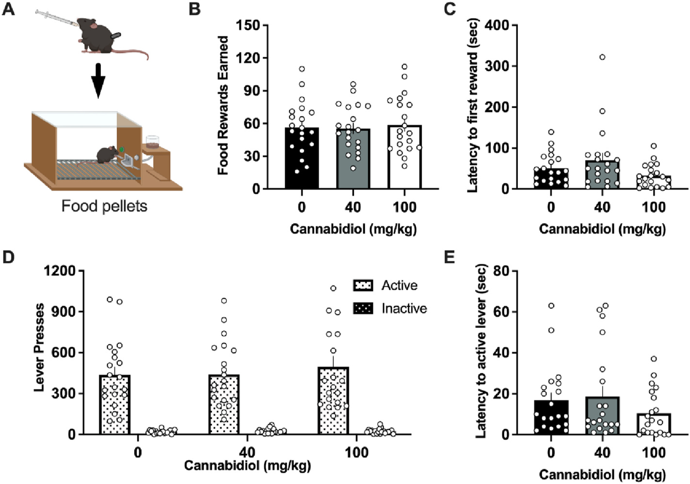CBD does not alter operant responding for food reward.(A) Schematic of the experimental design for food self-administration testing, generated with Biorender.com. (B) Male and female mice self-administering a grain-based food reward did not differ in the number of food pellets earned following CBD pre-treatment. (C) Mice did not differ in the latency to the first earned food reward following CBD, as compared to vehicle control. (D) No significant differences were observed with CBD treatment for the number of active or inactive lever presses. (E) Mice did not statistically differ following CBD treatment in the latency to the first active lever press. Individual data points shown on graphs for each subject. Bar graphs represent mean ± SEM.